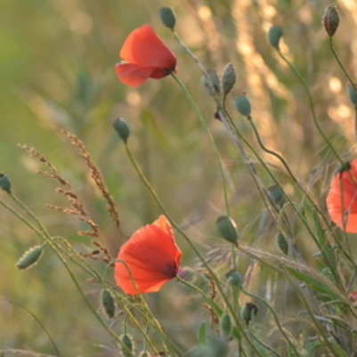 En juillet, 7 nouvelles balades gratuites et estivales pour découvrir la faune et la flore métropolitaines